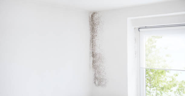 Best Environmental Consulting for Mold Prevention  in Bixby, OK